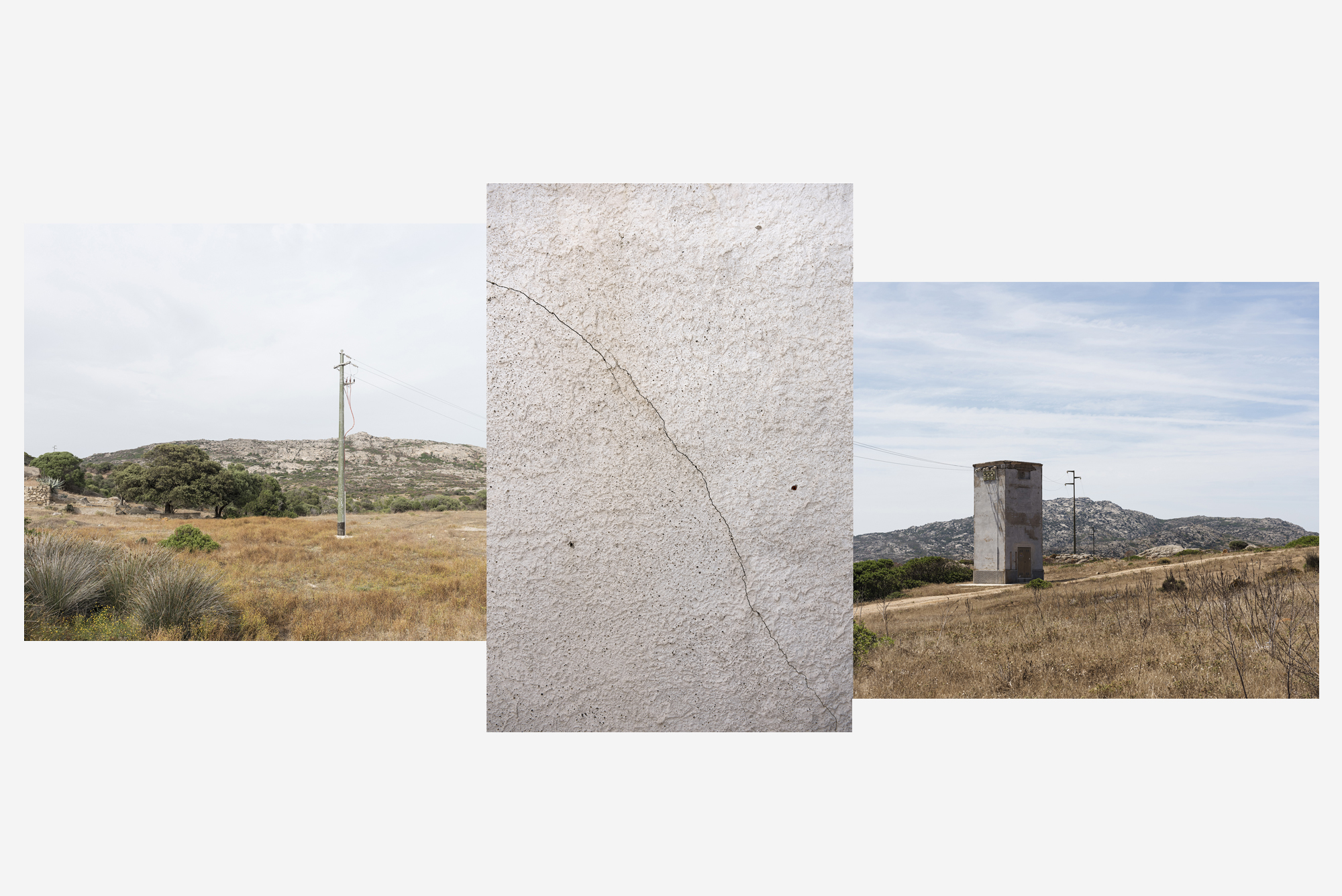 asinara_grey