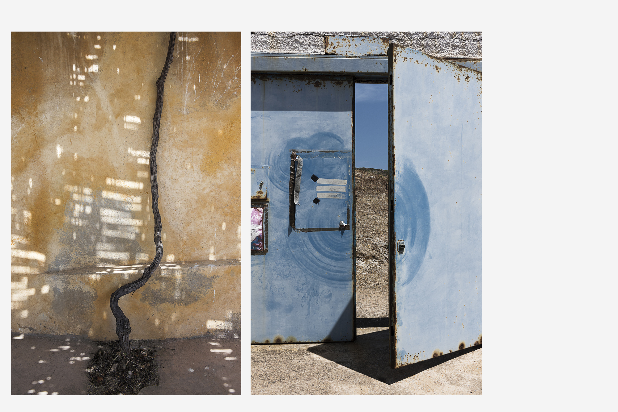 asinara_grey10