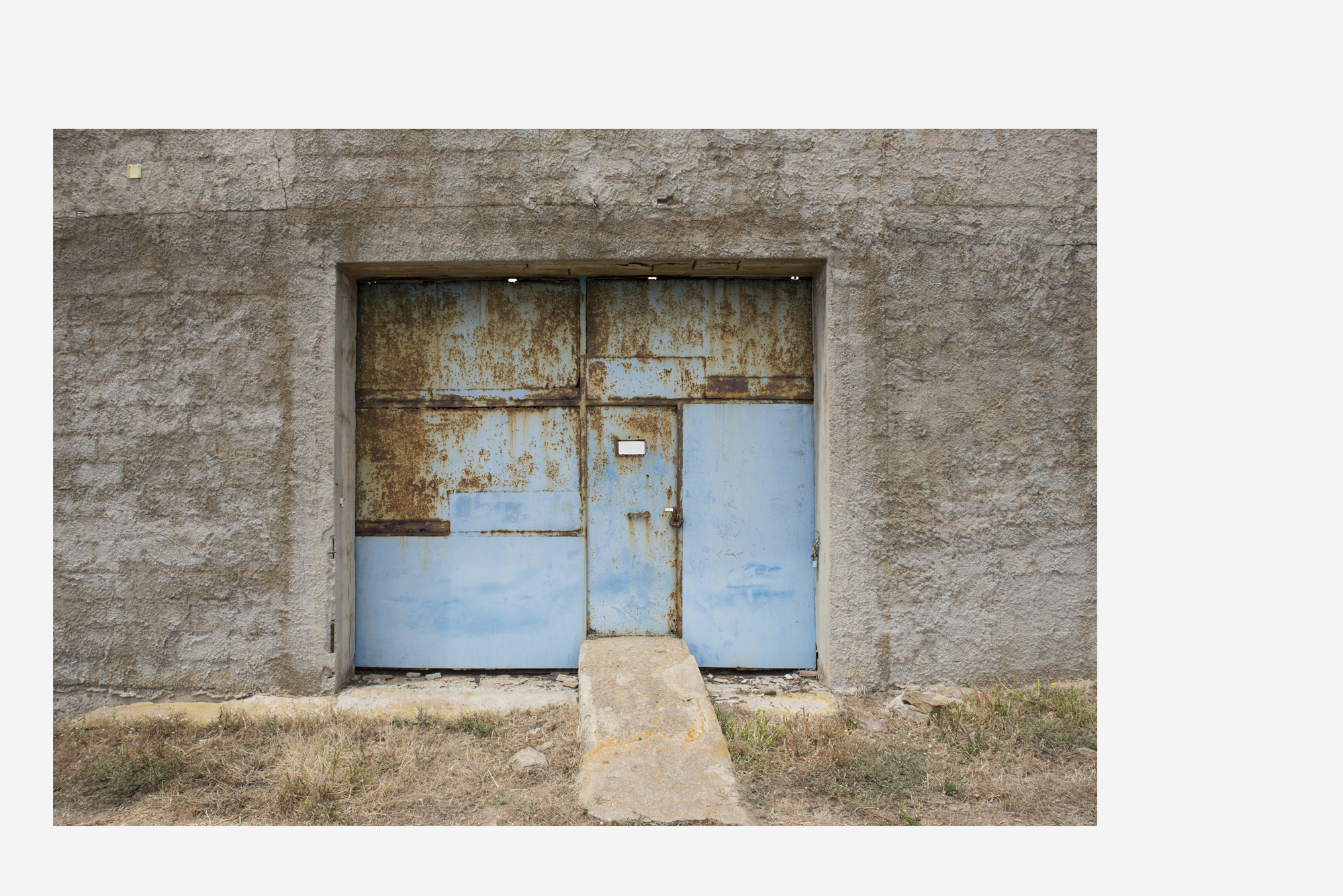 asinara_grey15