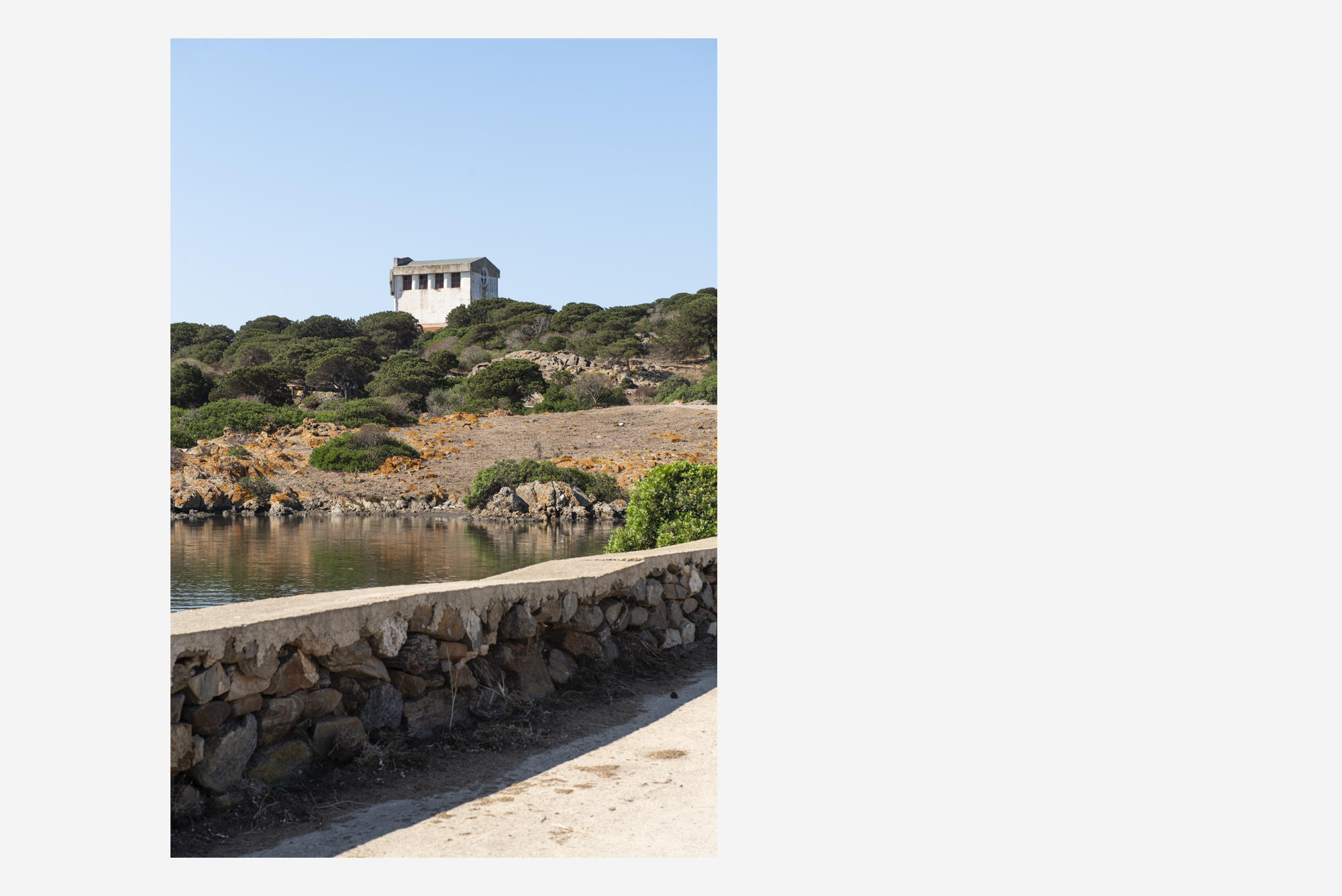 asinara_grey17