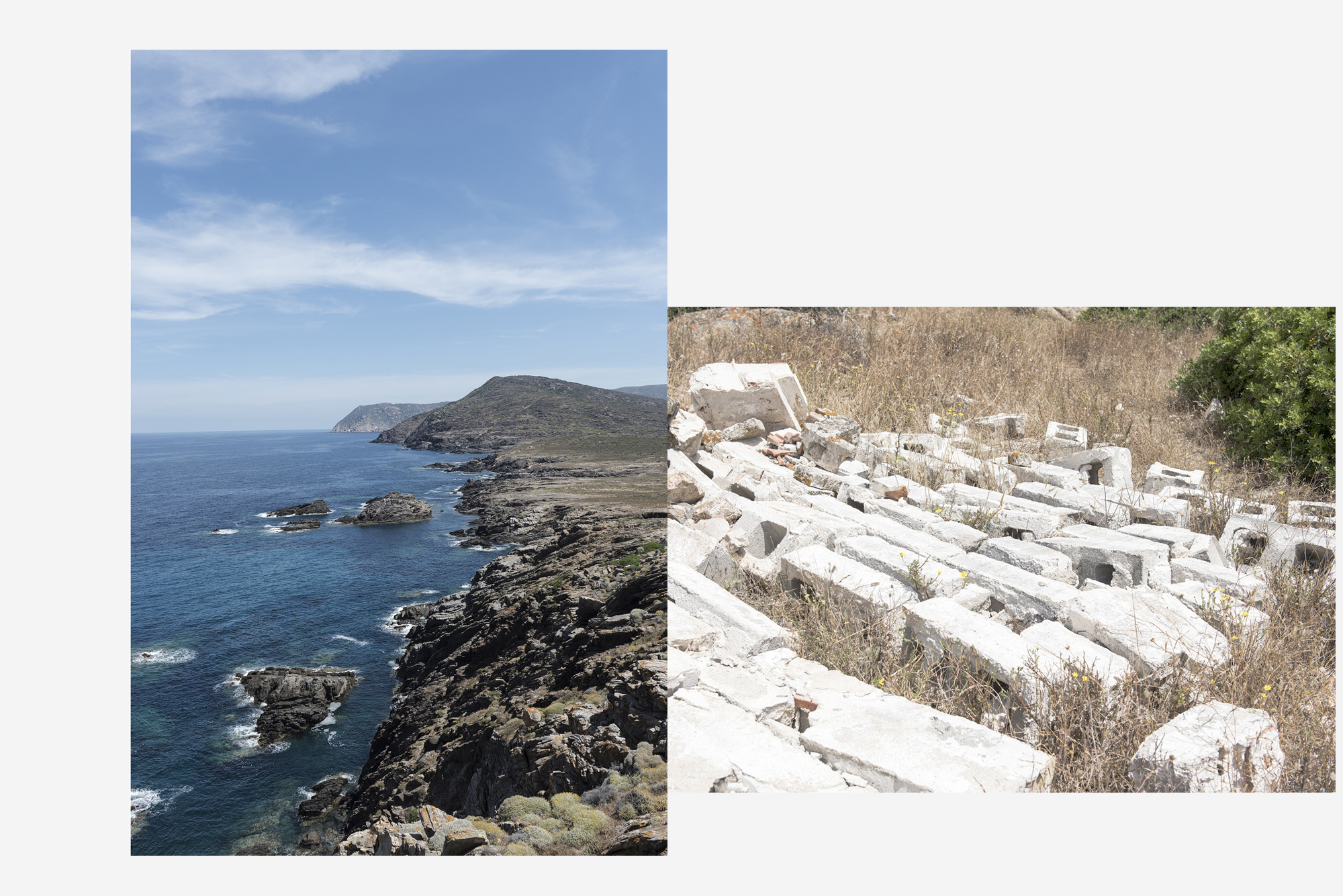 asinara_grey4
