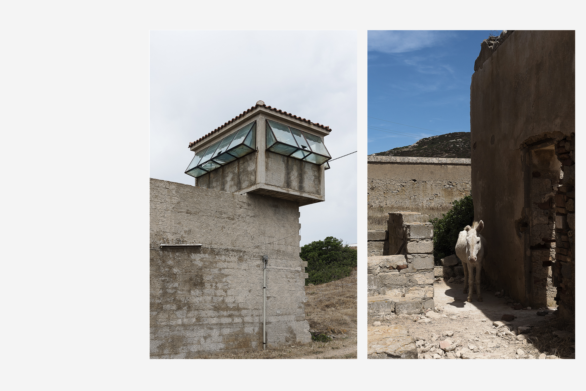 asinara_grey7
