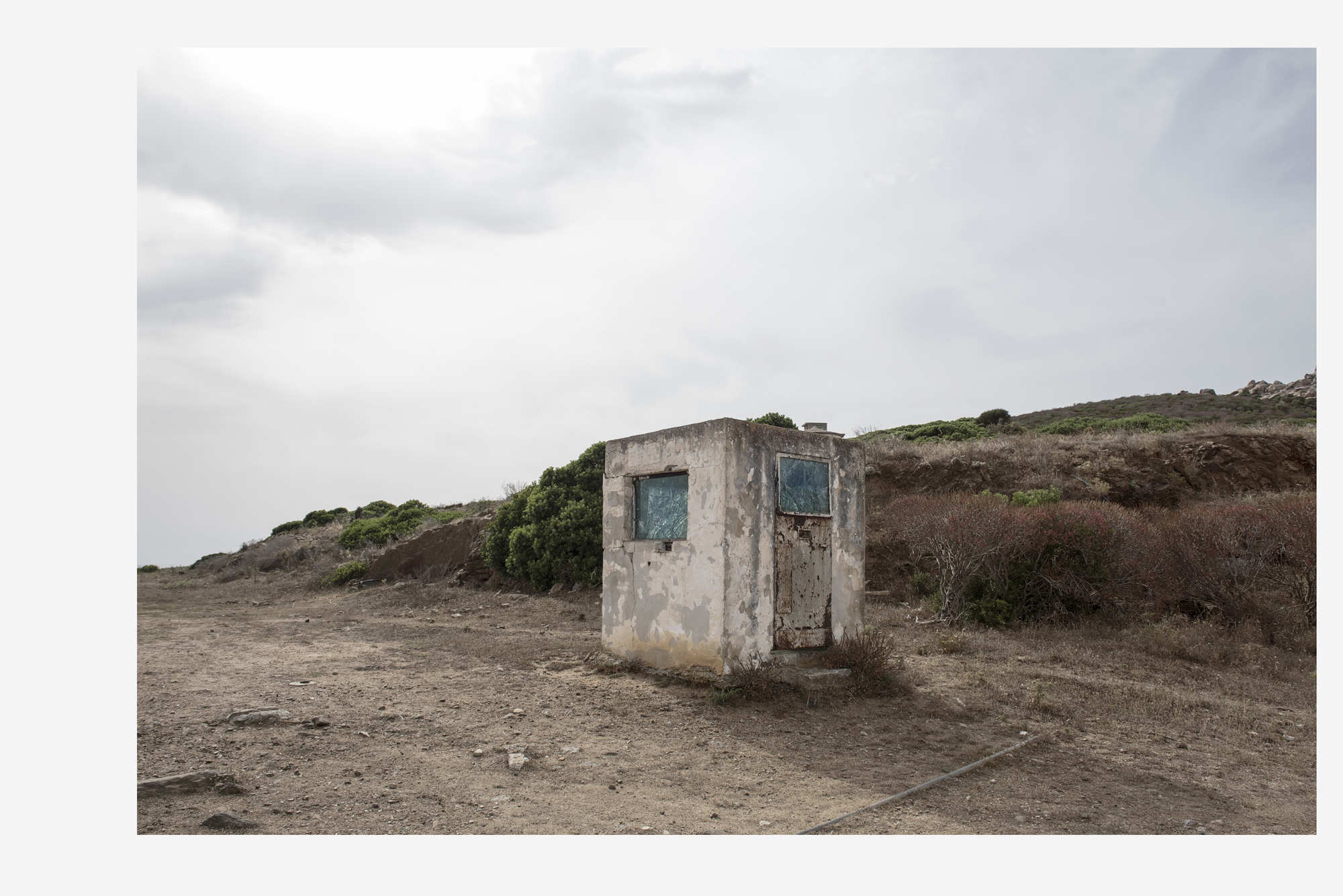 asinara_grey9